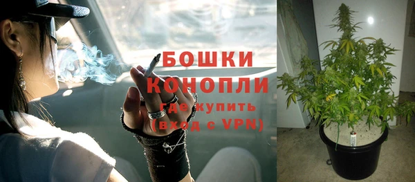 шишки Няндома